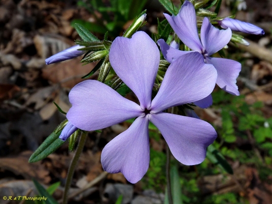 {Phlox divaricata}